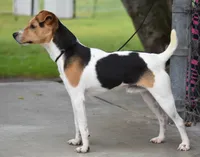 Jonas, a male Jack Russell Terrier for sale in Riverside, CA – 7 of 10