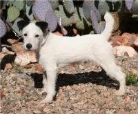Alvin, a male Jack Russell Terrier for sale in Riverside, CA – 10 of 10