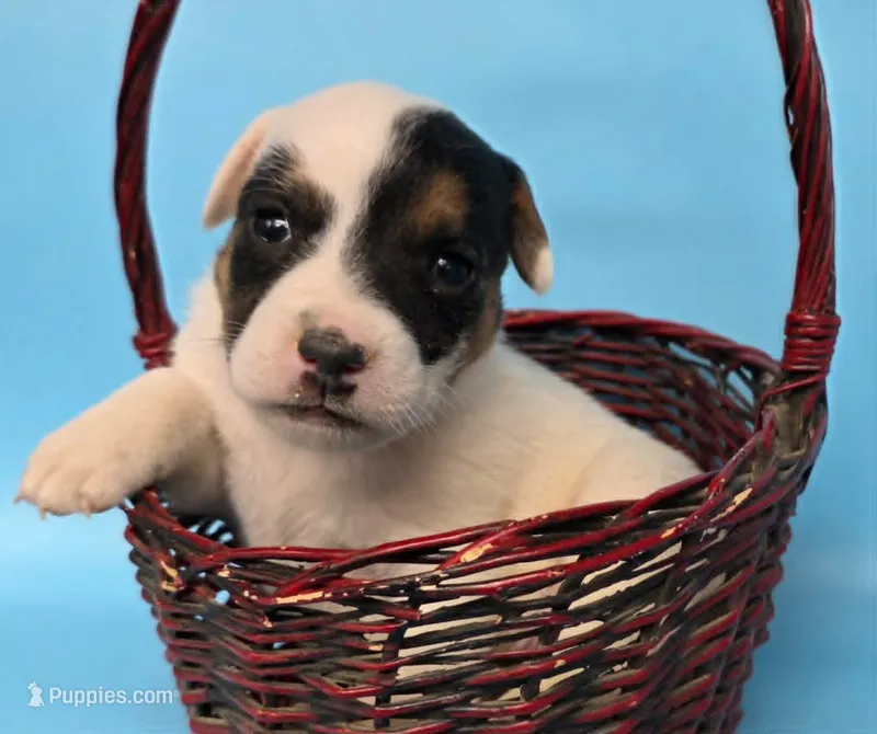 Griffin – Parson Russell Terrier puppy for sale in Riverside, CA