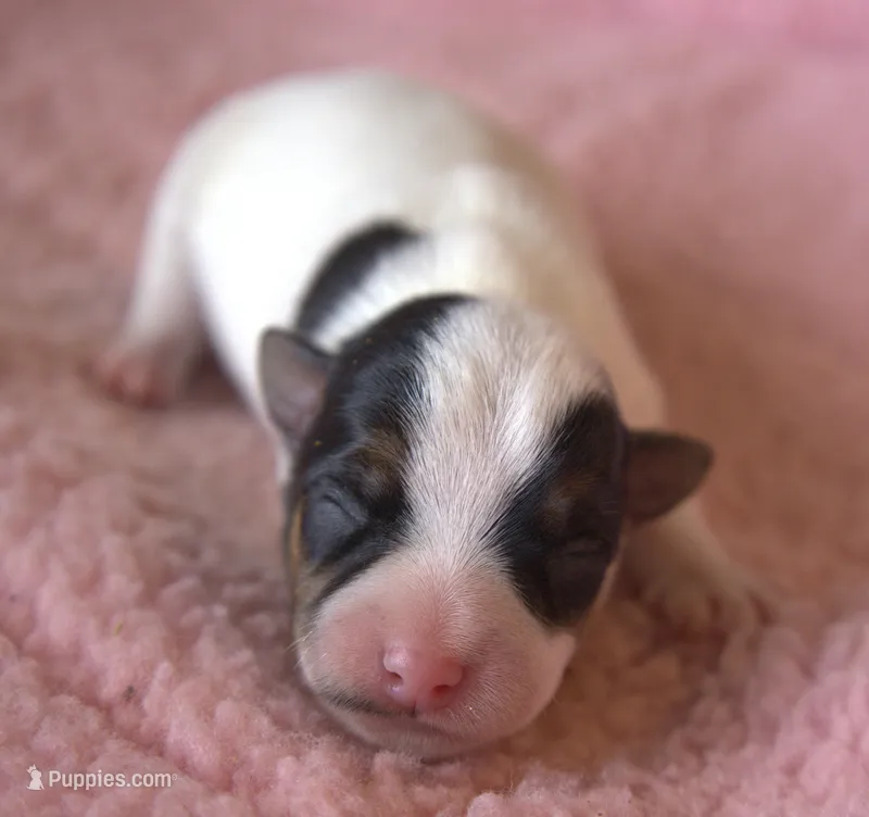 Blossom – Parson Russell Terrier puppy on hold in Riverside, CA