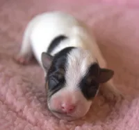 Blossom, a female Parson Russell Terrier for sale in Riverside, CA – Photo 1 of 9