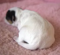 Blossom, a female Parson Russell Terrier for sale in Riverside, CA – Photo 4 of 9