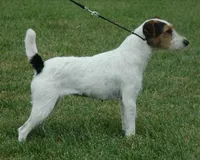 Blossom, a female Parson Russell Terrier for sale in Riverside, CA – Photo 8 of 9