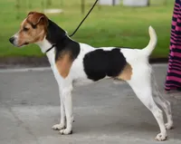 Blossom, a female Parson Russell Terrier for sale in Riverside, CA – Photo 6 of 9