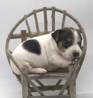 Stitch, a male Parson Russell Terrier for sale in Riverside, CA – 2 of 10
