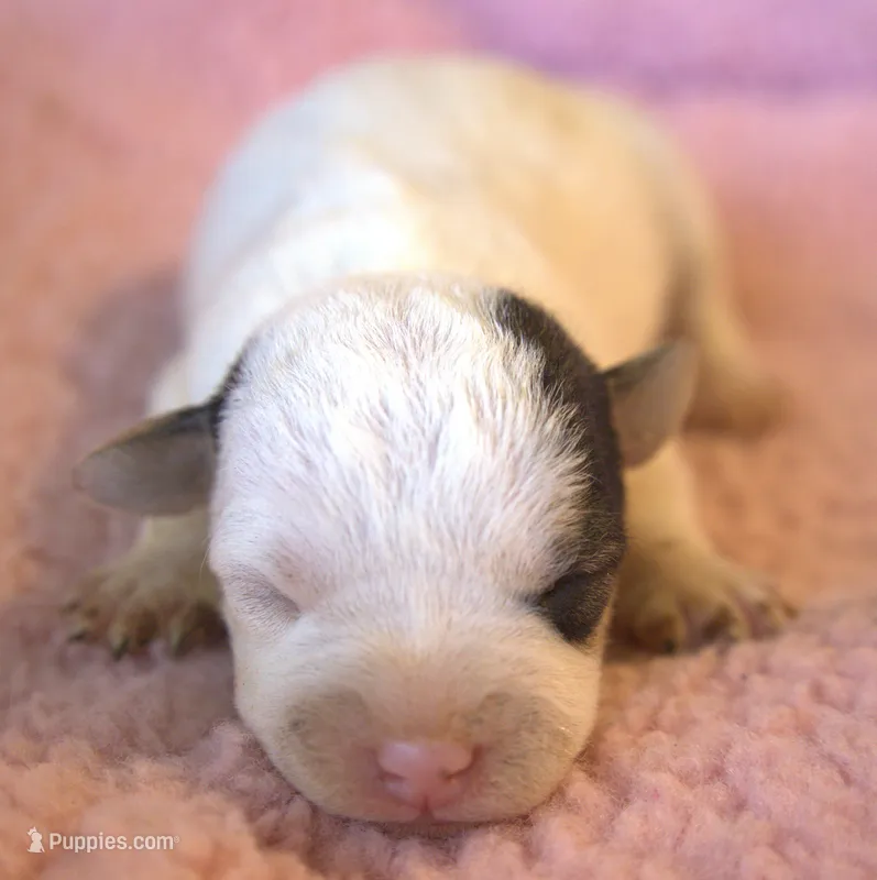 Fern – Jack Russell Terrier puppy for sale in Riverside, CA