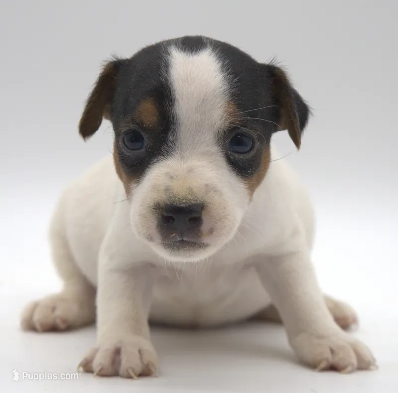 Maddie – Parson Russell Terrier puppy for sale in Riverside, CA
