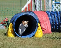 Due September 28, a  Parson Russell Terrier for sale in Riverside, CA – 7 of 8