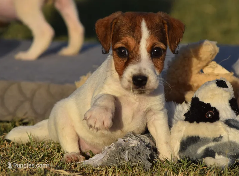 Cricket – Jack Russell Terrier puppy for sale in Riverside, CA