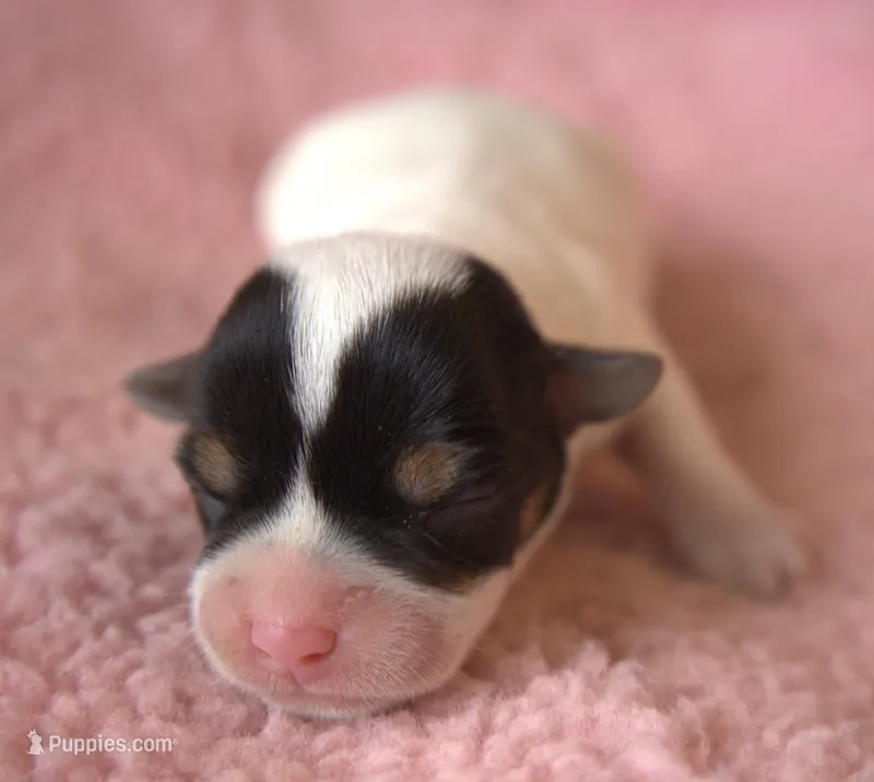 Chanel – Jack Russell Terrier puppy for sale in Riverside, CA