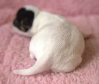 Chanel, a female Jack Russell Terrier for sale in Riverside, CA – Photo 2 of 10