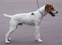 Due June 30th, a  Jack Russell Terrier for sale in Riverside, CA – 3 of 7
