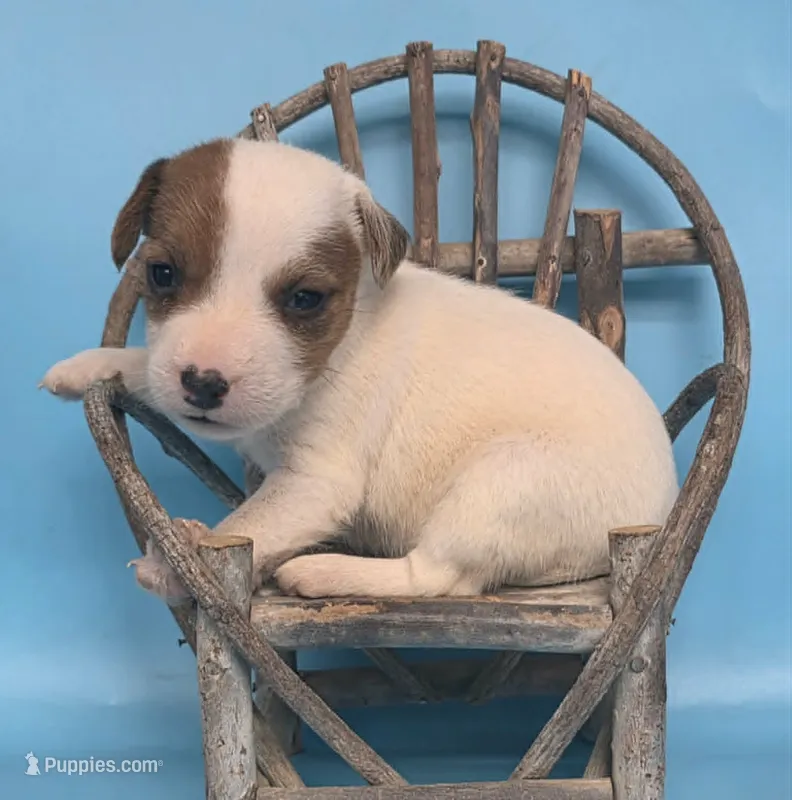 Gigi – Parson Russell Terrier puppy on hold in Riverside, CA