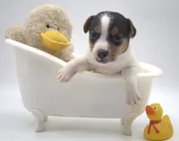 Smooth Coat Earl, a male Jack Russell Terrier for sale in Riverside, CA – 2 of 10