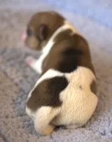 Everett, a male Parson Russell Terrier for sale in Riverside, CA – 4 of 10