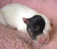 Chica, a female Parson Russell Terrier for sale in Riverside, CA – Photo 2 of 10