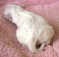 Chica, a female Parson Russell Terrier for sale in Riverside, CA – Photo 4 of 10