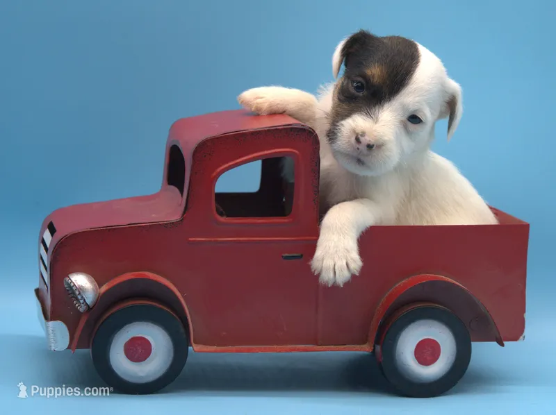 Chica – Parson Russell Terrier puppy for sale in Riverside, CA