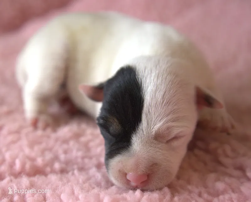 Chica – Parson Russell Terrier puppy for sale in Riverside, CA