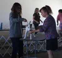 Chica, a female Parson Russell Terrier for sale in Riverside, CA – Photo 10 of 10