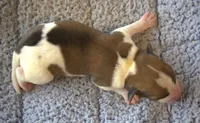Everett, a male Parson Russell Terrier for sale in Riverside, CA – 5 of 10
