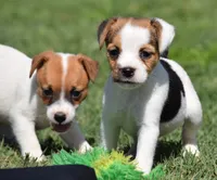 Ready Now!, a female Jack Russell Terrier for sale in Riverside, CA – 7 of 10