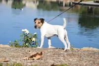 Due July 3rd, a  Jack Russell Terrier for sale in Riverside, CA – 7 of 7