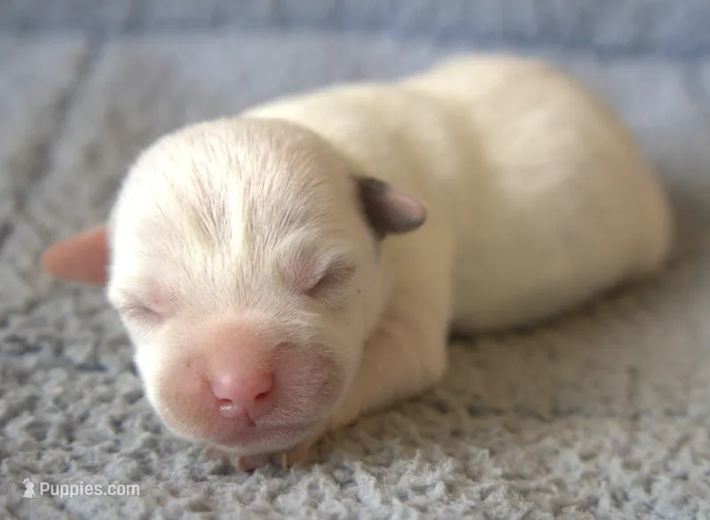 Clyde – Jack Russell Terrier puppy for sale in Riverside, CA