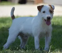 Clyde, a male Jack Russell Terrier for sale in Riverside, CA – Photo 6 of 10