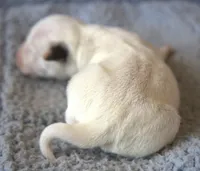 Clyde, a male Jack Russell Terrier for sale in Riverside, CA – Photo 3 of 10