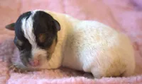 Fallon, a female Parson Russell Terrier for sale in Riverside, CA – 2 of 8