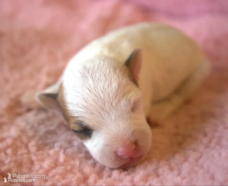 Whitney – Jack Russell Terrier puppy for sale in Riverside, CA