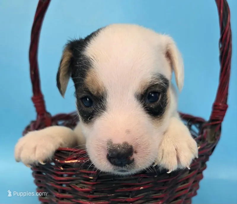 Raider – Jack Russell Terrier puppy for sale in Riverside, CA