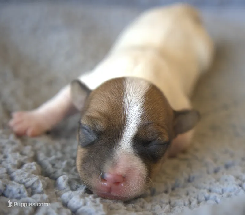 Everett – Parson Russell Terrier puppy for sale in Riverside, CA