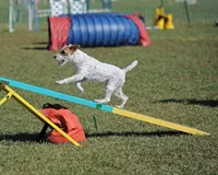 Due September 28, a  Parson Russell Terrier for sale in Riverside, CA – 6 of 8