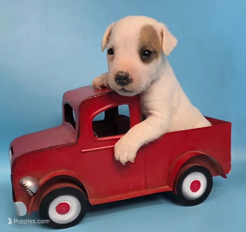Rebel – Jack Russell Terrier puppy for sale in Riverside, CA