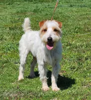 Rosie, a female Jack Russell Terrier for sale in Riverside, CA – Photo 8 of 10