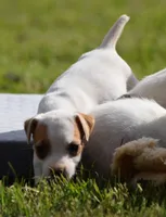 Rosie, a female Jack Russell Terrier for sale in Riverside, CA – Photo 6 of 10