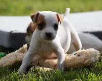 Rosie, a female Jack Russell Terrier for sale in Riverside, CA – Photo 5 of 10