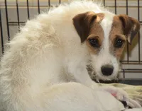 Rosie, a female Jack Russell Terrier for sale in Riverside, CA – Photo 10 of 10