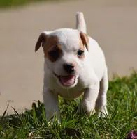 Rosie, a female Jack Russell Terrier for sale in Riverside, CA – Photo 3 of 10
