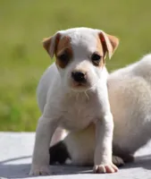 Rosie, a female Jack Russell Terrier for sale in Riverside, CA – Photo 1 of 10