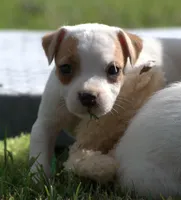Rosie, a female Jack Russell Terrier for sale in Riverside, CA – Photo 2 of 10