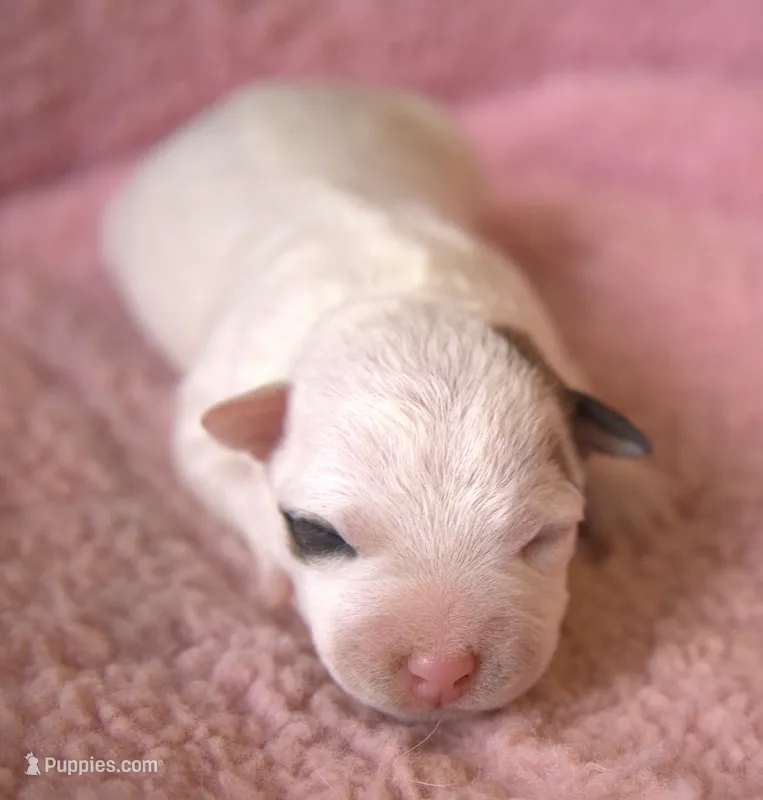 Paris – Parson Russell Terrier puppy for sale in Riverside, CA
