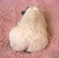 Paris, a female Parson Russell Terrier for sale in Riverside, CA – Photo 4 of 10