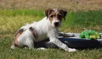 Ready Now!, a male Jack Russell Terrier for sale in Riverside, CA – 6 of 10