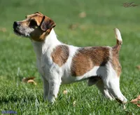 Due July 17th, a  Parson Russell Terrier for sale in Riverside, CA – 4 of 7