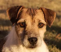 Due July 17th, a  Parson Russell Terrier for sale in Riverside, CA – 6 of 7