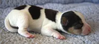 Earl, a male Jack Russell Terrier for sale in Riverside, CA – 4 of 10