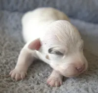 Rex, a male Jack Russell Terrier for sale in Riverside, CA – 1 of 10